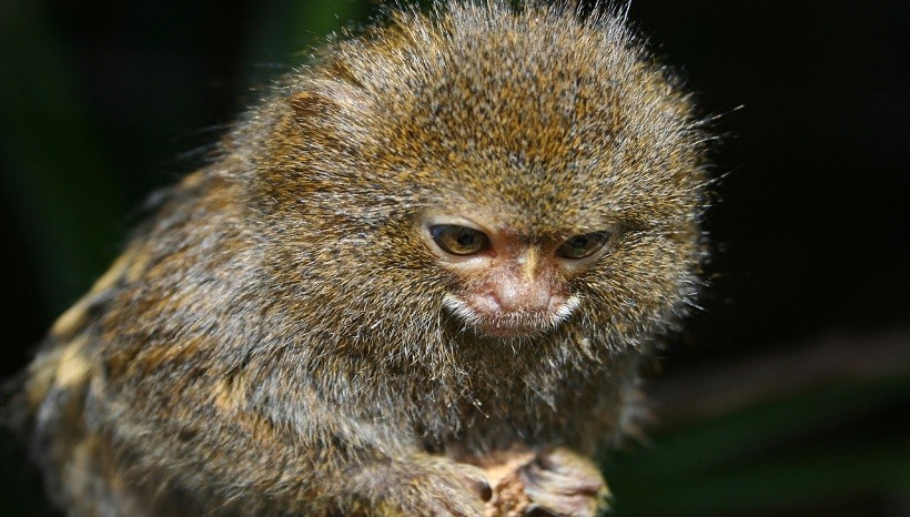 Pygmy Marmoset Pet