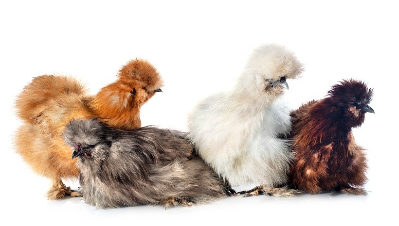 Fluffy Chicken Breed