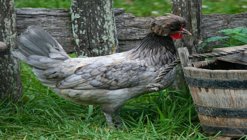 Silver Polish Chicken