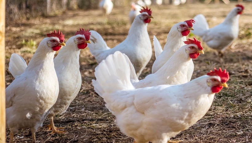 Leghorn Chicken Breed Facts Care Eggs And All Information