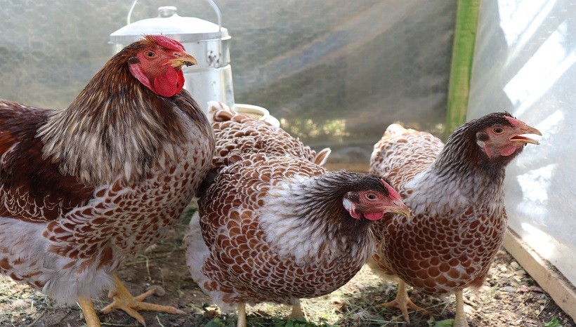 Wyandotte Chicken Breeds