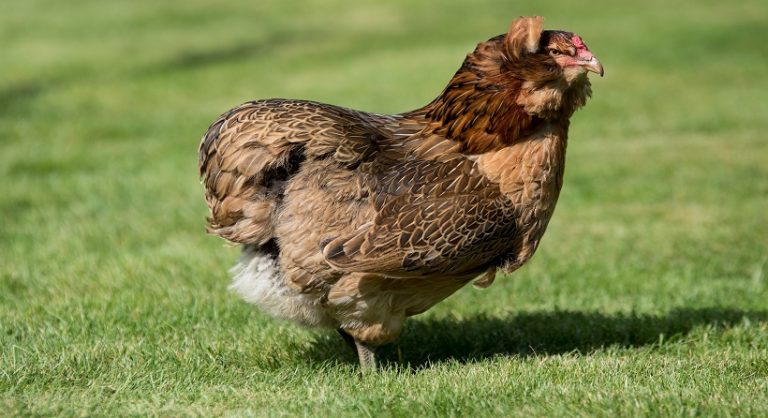 Araucana Chicken Breeds, Facts, Sale, Eggs and All Information