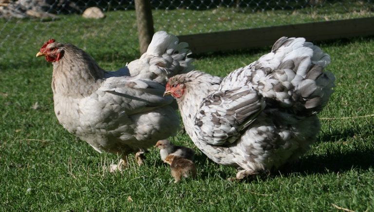 Cochin Chicken Breed, Care, Facts, Eggs, Sale, Pics and All Information