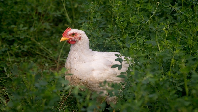 Cornish rock chicken