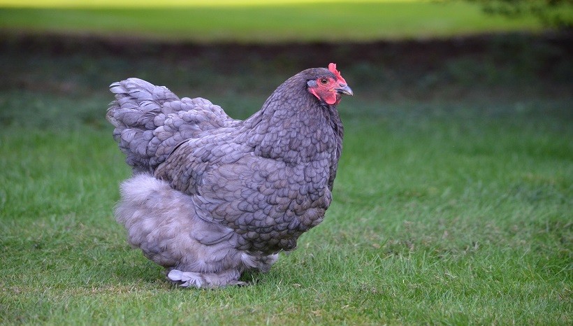 Pollo de Cochin con cordones Plateados