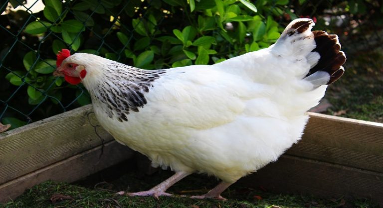 Sussex Chicken Breed, Care, Eggs, Sale, Pictures and All Information