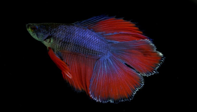 Betta Constipation