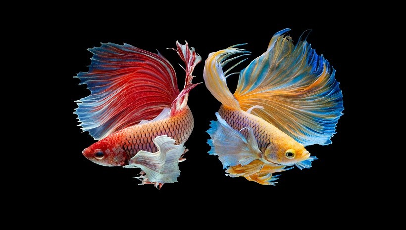 Betta Fish Flaring