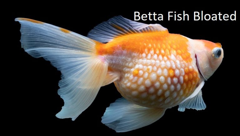 Betta Fish Bloated