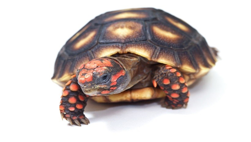 Cherry head red foot tortoise care