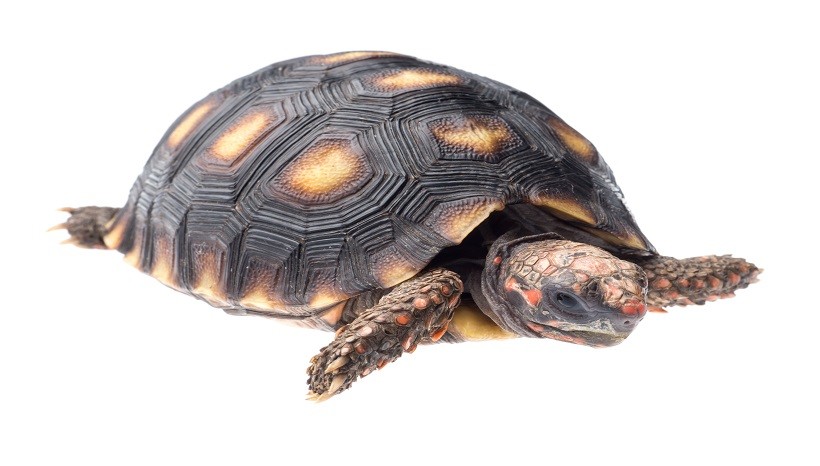 Cherry head tortoise weight