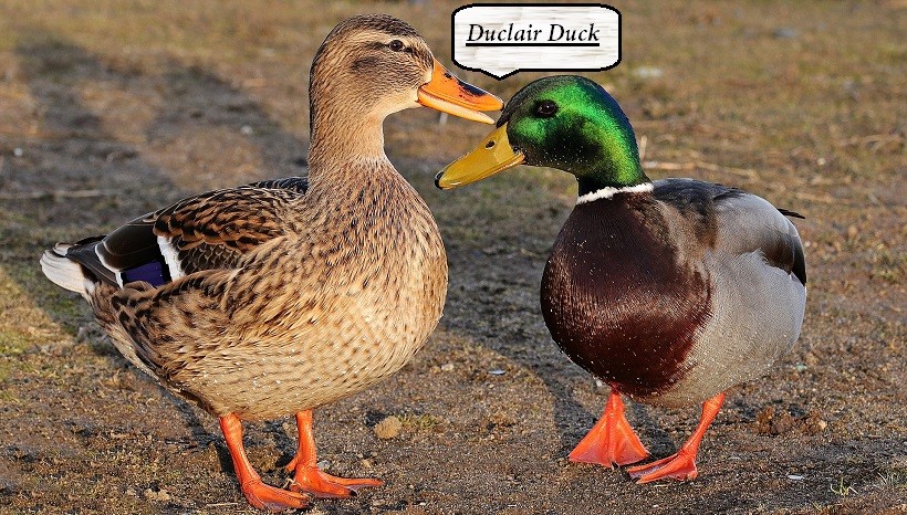 Duclair Duck