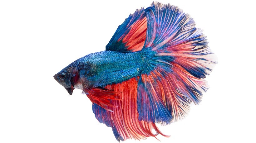 Giant Betta Fish Size, Lifespan | King Betta Fish Vs Giant Betta