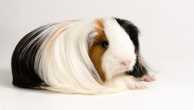 Peruvian silkie guinea pig