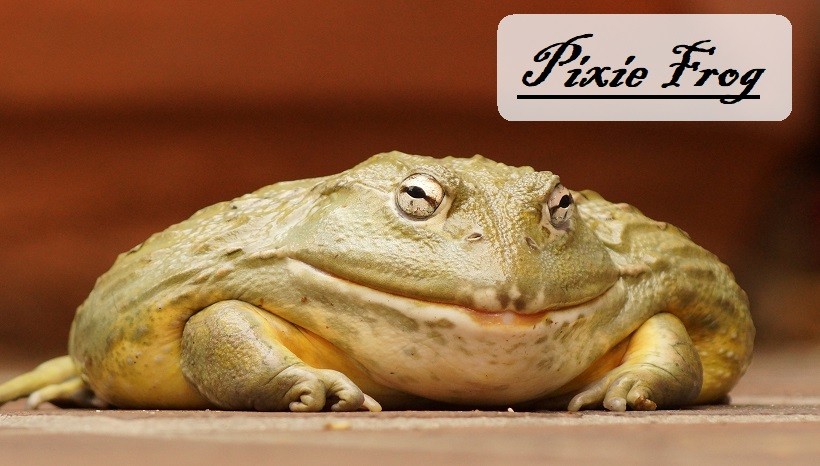 Pixie Frog | Color, Lifespan, Eating, Setup, Care, Habitat