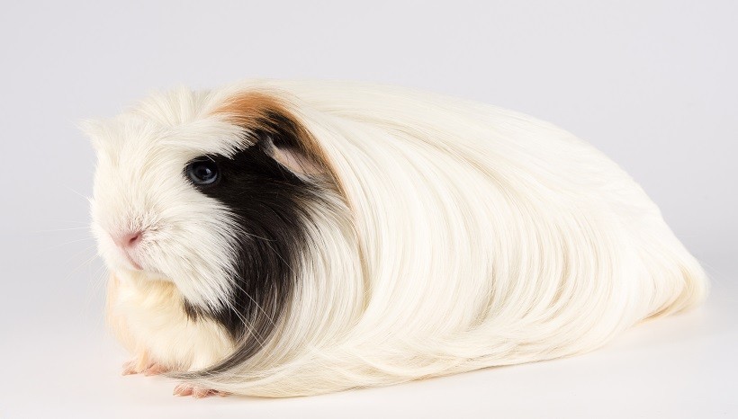 Silkie guinea pig price