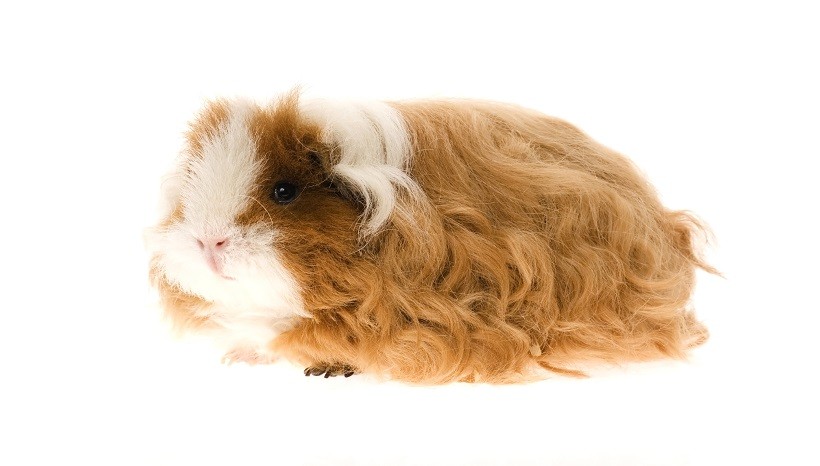 Texel Guinea Pig personality and demeanor