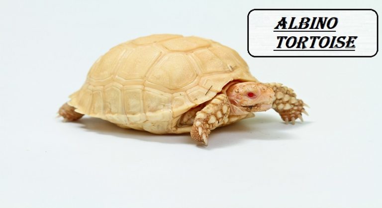Albino Tortoise