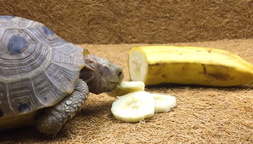 Can Horse field tortoises eat bananas