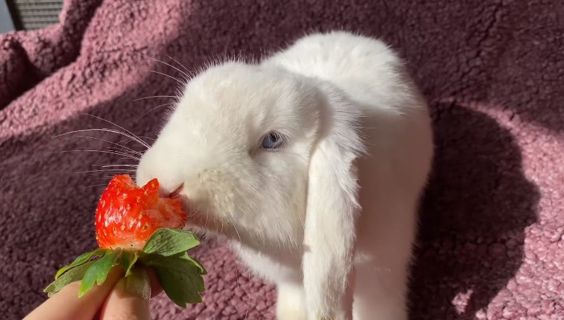 Can Rabbits Eat Strawberry Plants