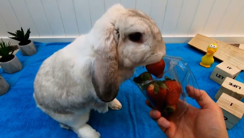 Can Rabbits Eat Strawberry Tops