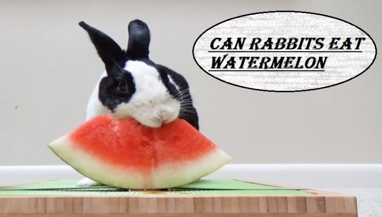 Can Rabbits eat Watermelon
