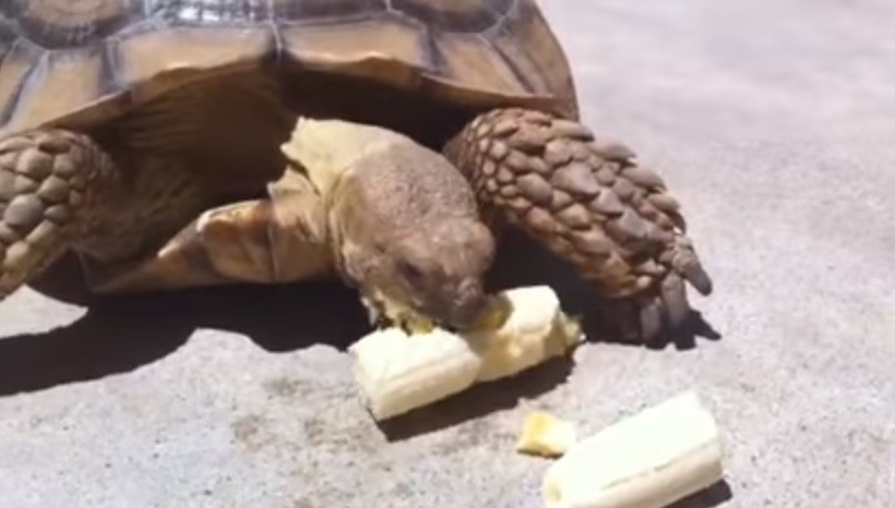 Can Sulcata tortoises eat bananas