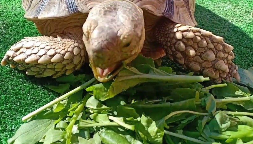 Can Sulcata tortoises eat spinach