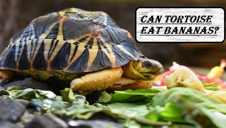 Can Tortoise Eat Bananas