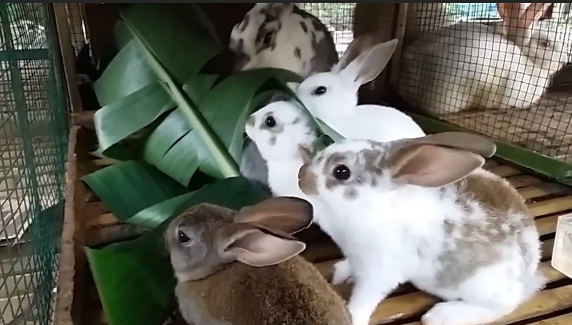 Can rabbits eat banana leaves