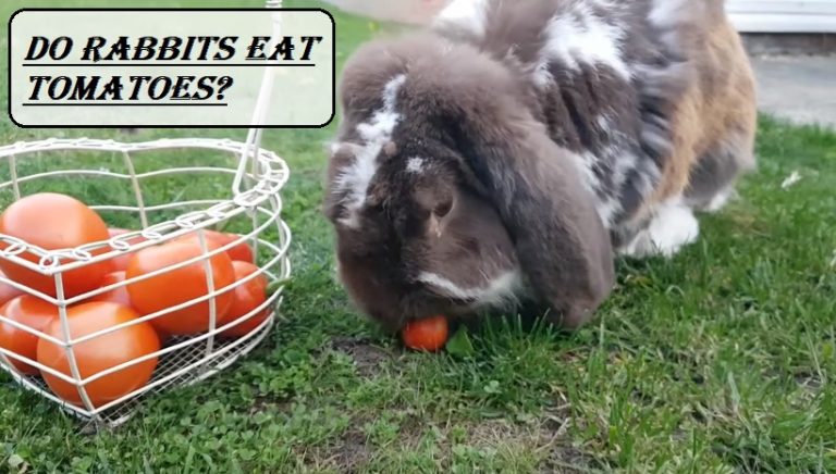 Do Rabbits Eat Tomatoes