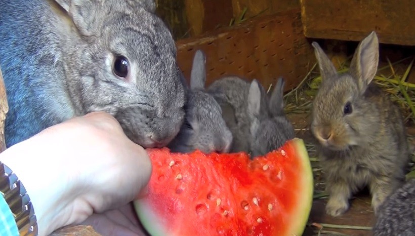 Do Rabbits Eat Watermelon Plants
