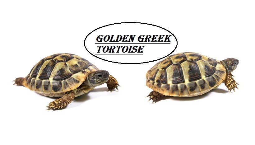 Golden Greek Tortoise