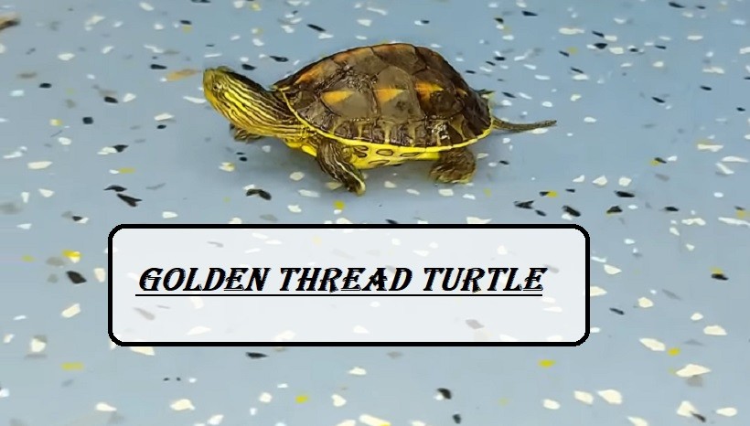 Golden Thread Turtle