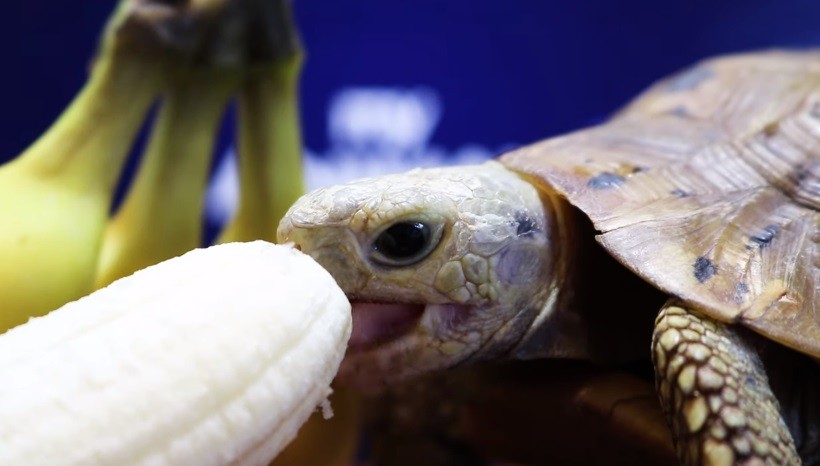 How To Feed Bananas To Tortoises