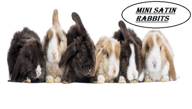 Mini Satin Rabbits