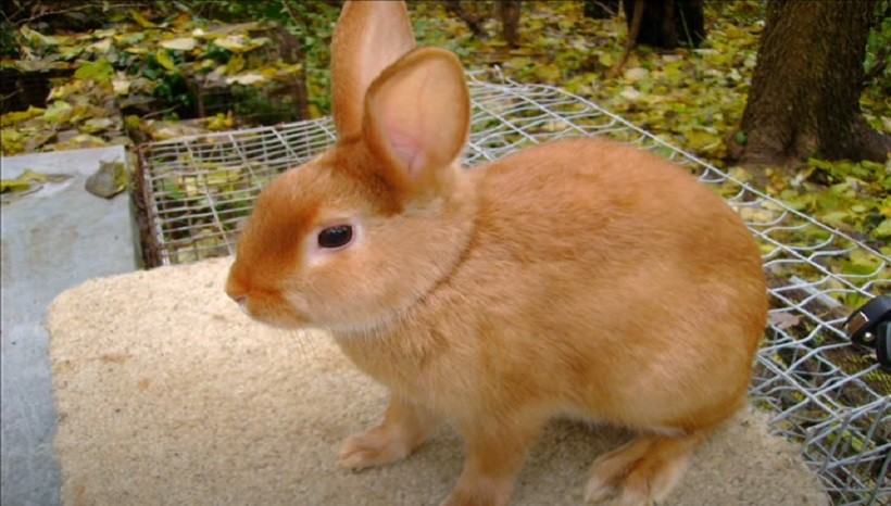 Mini satin rabbit price