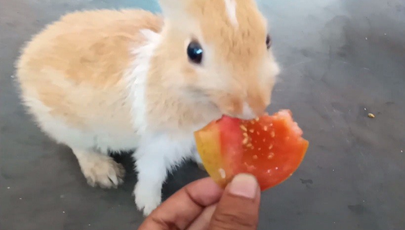 Precautions For Feeding Tomatoes To Rabbits 