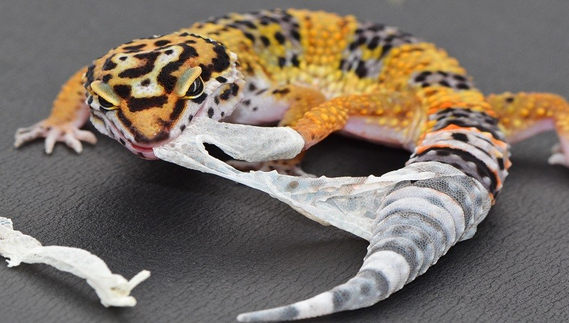 Prevention of leopard gecko shedding issues 