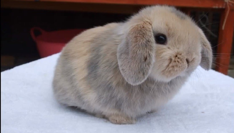 Plush lop clearance rabbit