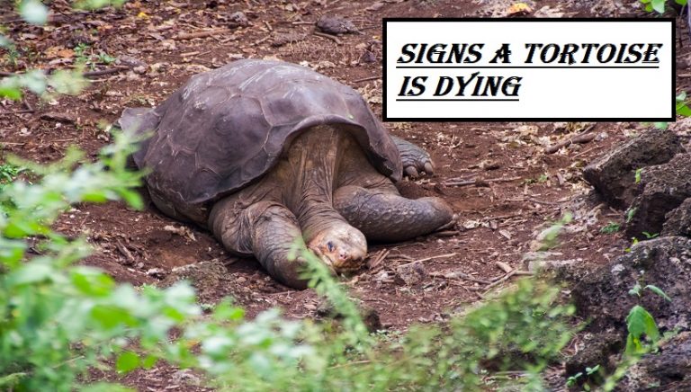 Signs A Tortoise Is Dying