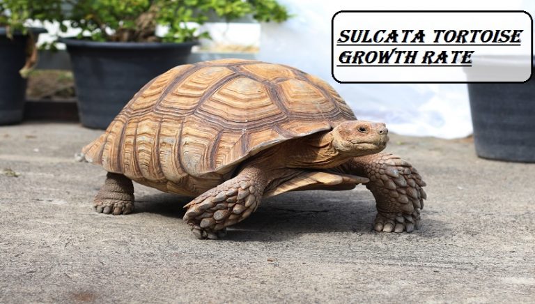 Sulcata Tortoise Growth Rate