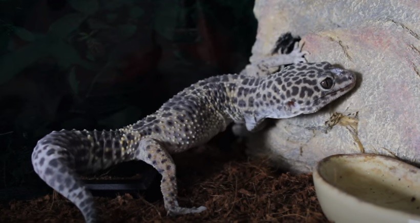 The reason behind Leopard gecko shedding problems