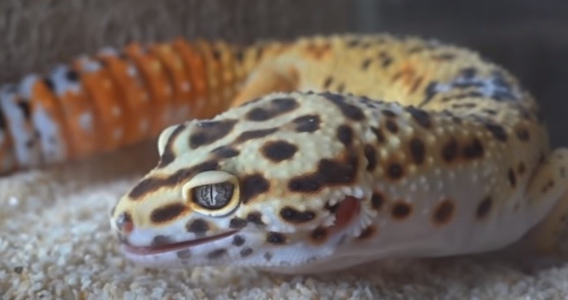 Warning signs during leopard gecko shedding 