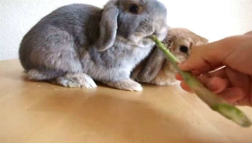 Can Rabbits Eat Asparagus Stems