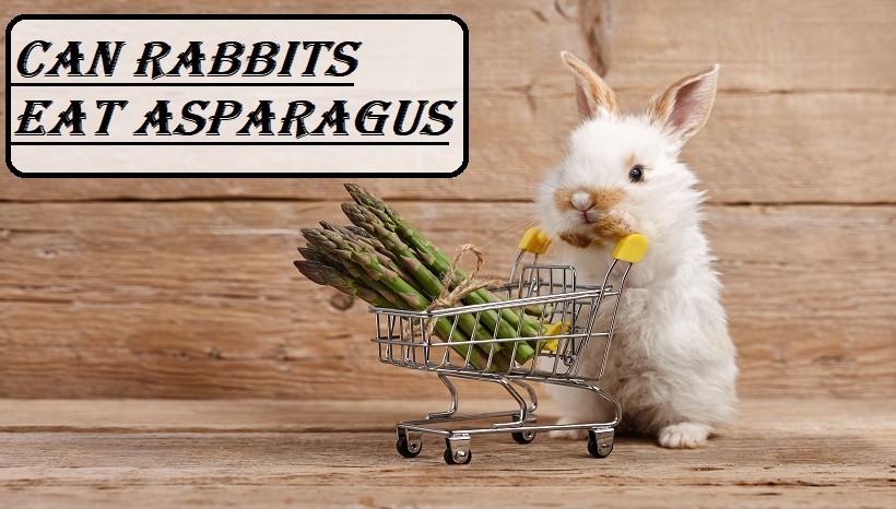 Can Rabbits Eat Asparagus