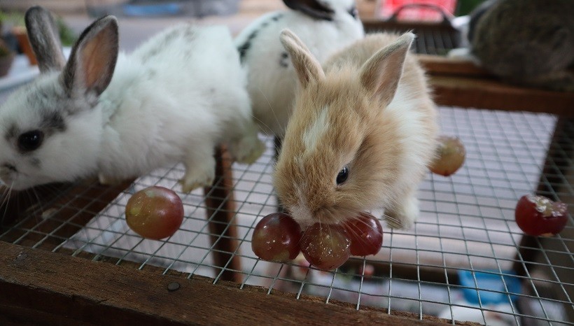 Can Rabbits Eat Grape Skin