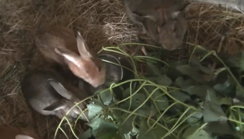 Can Rabbits Eat Sweet Potato Leaves