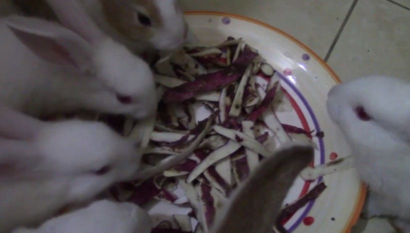 Can Rabbits Eat Sweet Potato Peels