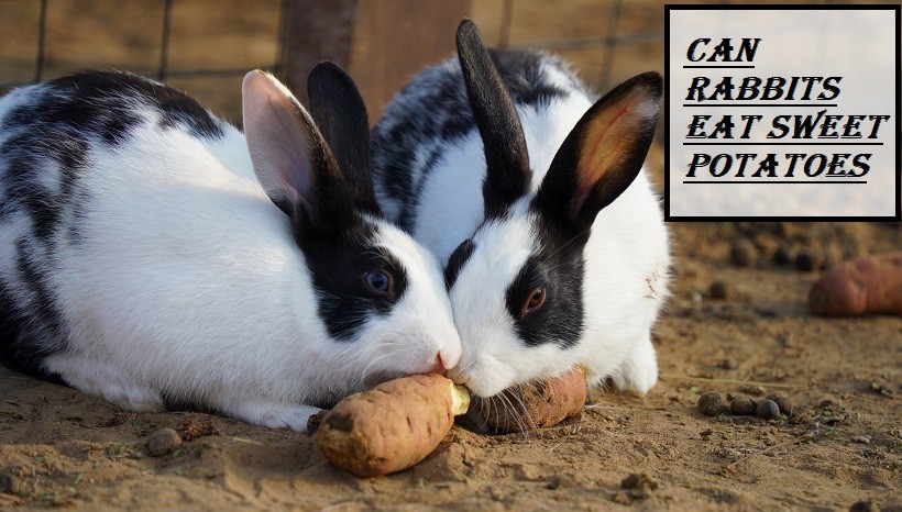 Will Rabbits Eat Potato Plants? 